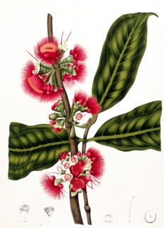 Syzygium jambos