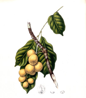 Lansium domesticum