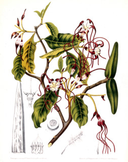 Strophanthus divaricatus is a vine or shrub that can grow up to 4.5 meters tall