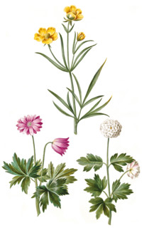 Illyrian buttercup