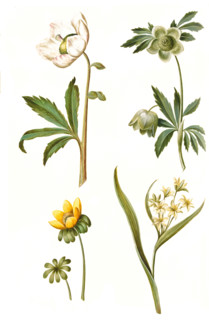 Snow rose