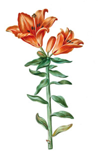 Fire Lily
