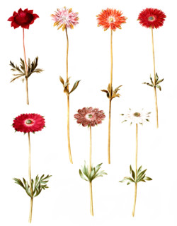 Crown anemone