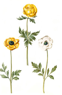 Globeflower