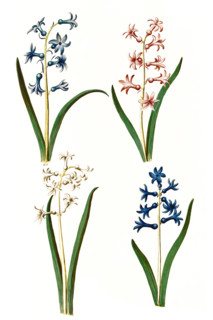 Garden hyacinth
