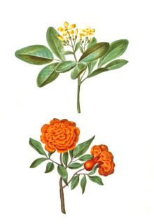 Fragrant jasmine