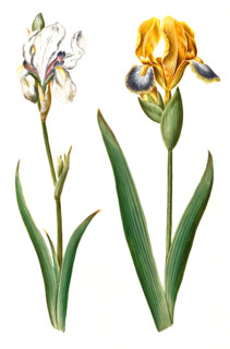 Iris pallida