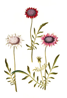 Velvet scabious