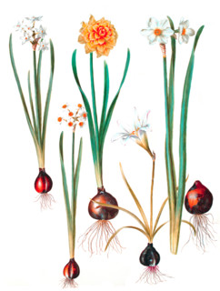 Narcissus tazetta