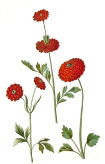 Asian buttercup
