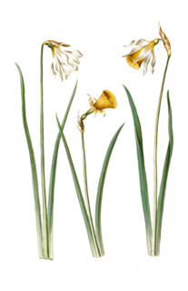 Narcissus pseudonarcissus moschatus