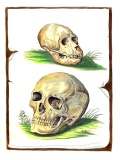 Comparison of a skull bone of ape and human