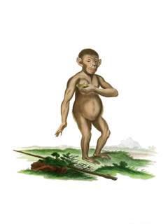 Chimpanzee