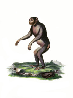 Chimpanzee
