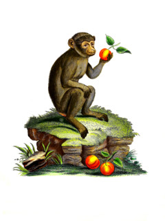 Barbary macaque