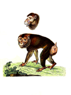 Pig-tailed macaque