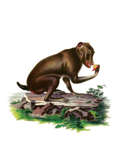 Simia sphingiola