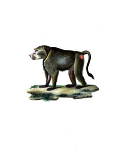 Western crested monkey