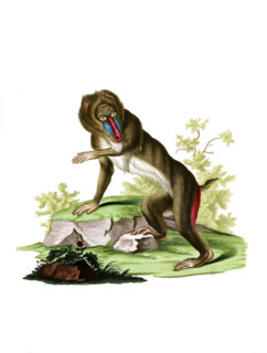 Mandrill