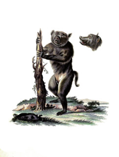 Pig-headed monkey