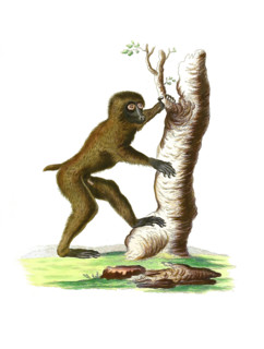 Simia silvestris