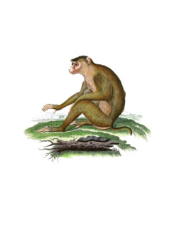 Simia nemestrina