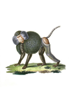 Hamadryas baboon