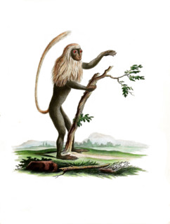 Simia polycomos