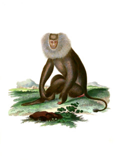 Simia silenus