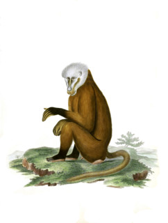 Monkey