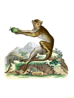 Simia cynamolgos