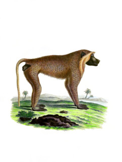 Simia cynocephalus