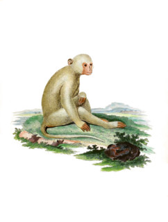 Sooty mangabey
