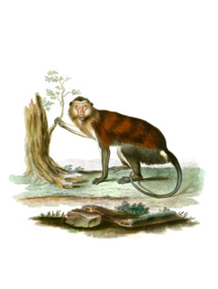 Simia mona