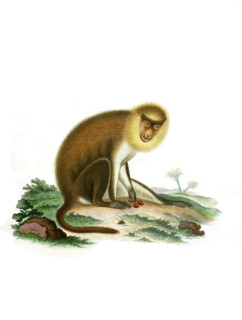 Simia monacha