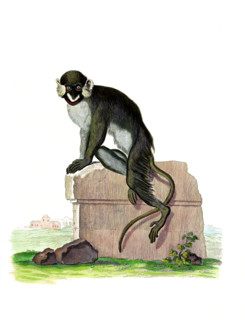 Simia cephus