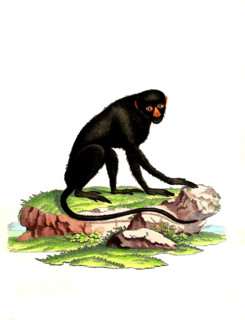 Simia nictitans