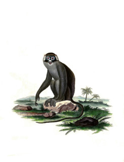 Simia afcanius