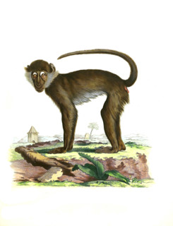 Ethiopian green monkey