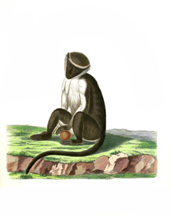 Cercopithecus roloway