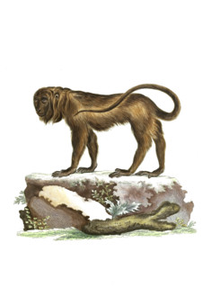 Simia seniculus