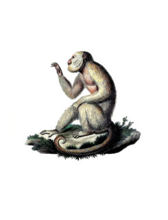 Monkey