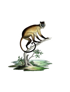 Cebus fatuellus