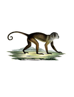 Brown Capuchin Monkey