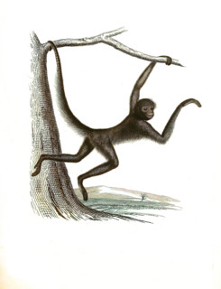 Ateles ater
