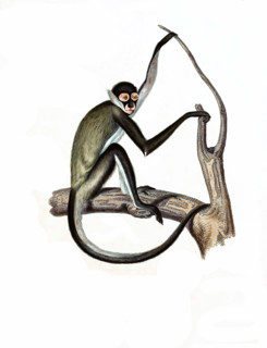 Ateles geoffroyi