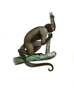 Grey Woolly Monkey