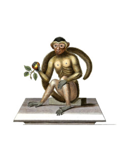 Bush-tailed monkey