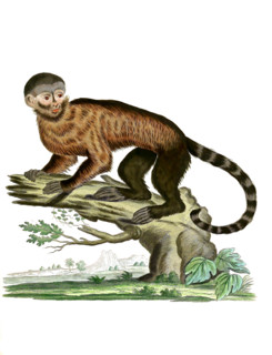 Simia apella