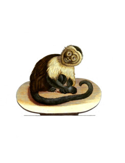 Simia capucina